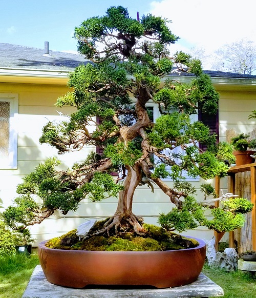 Best Bonsai Plants for Your Garden 3