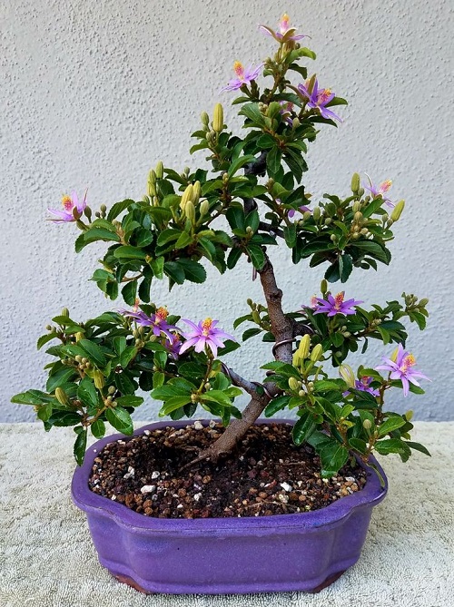 Flowering Bonsai Trees Indoor 4