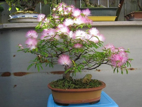 New Flowering Bonsai Trees Indoor 3