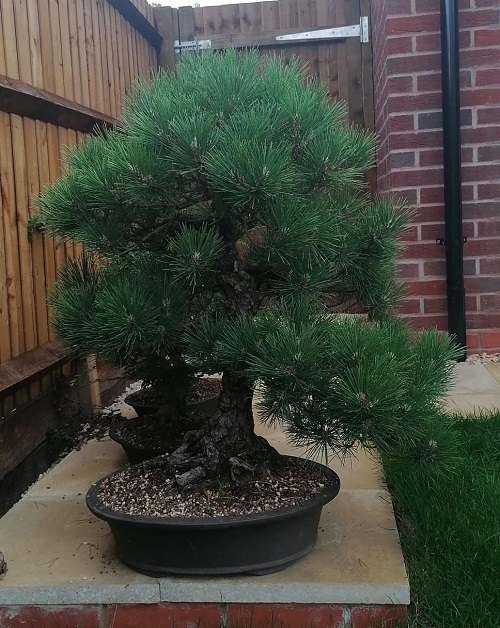 Best Bonsai Plants for Your Garden 1