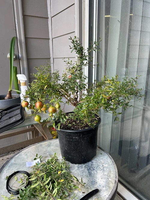 Bonsai Fruit Trees 2