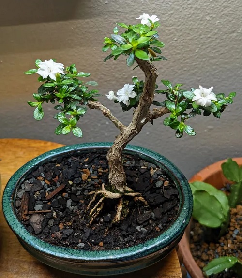 Flowering Bonsai Trees Indoor 3