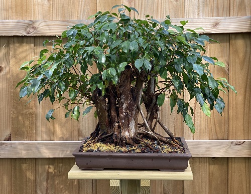Inspiring Bonsai Plants for Your Garden 1