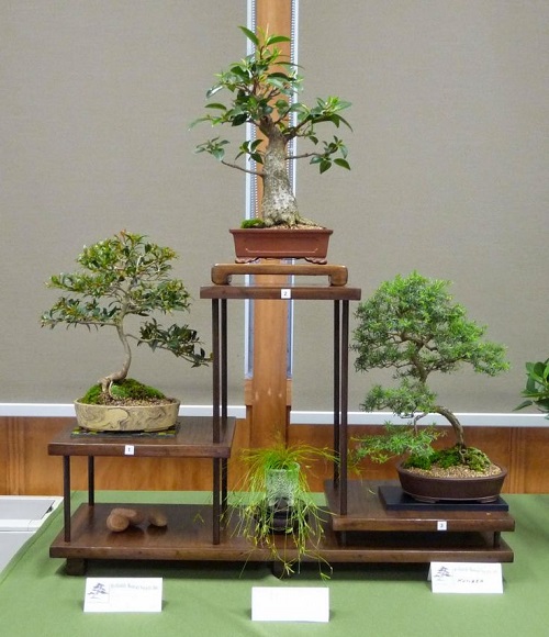 Bonsai Arrangement Ideas 2