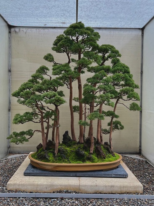 Bonsai Arrangement Ideas 5