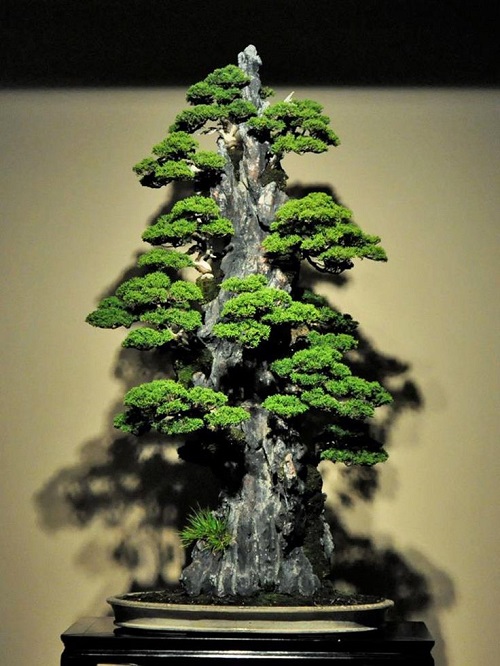 Best Bonsai Arrangement Ideas 2
