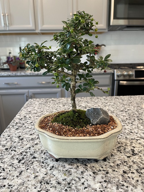 Best Bonsai Arrangement Ideas