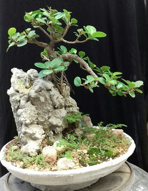 Best Bonsai Arrangement Ideas 1
