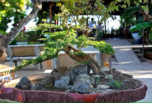 Bonsai Arrangement Ideas 4