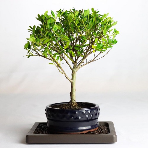 Light Green Leaves of Japanese Holly Bonsai Tree
