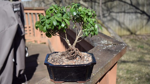 Best Japanese Holly Bonsai Tree Pictures 2