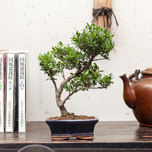 Stunning Bonsai trees 3