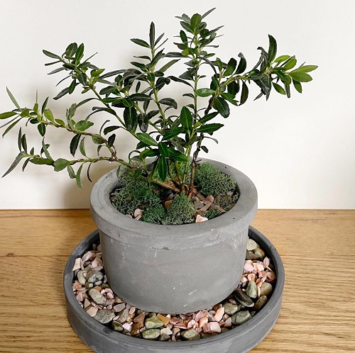 Indoor Bonsai Tree