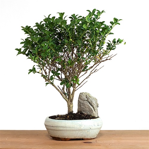 Best Japanese Holly Bonsai Tree Pictures 4