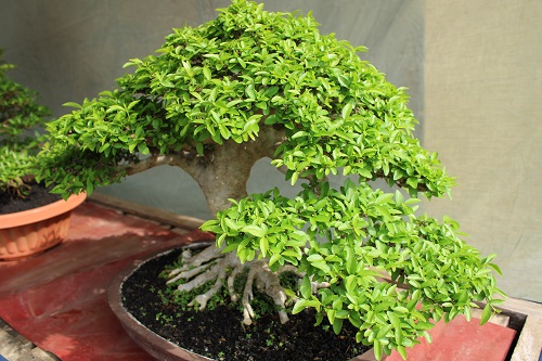 Best Japanese Holly Bonsai Tree Pictures 3