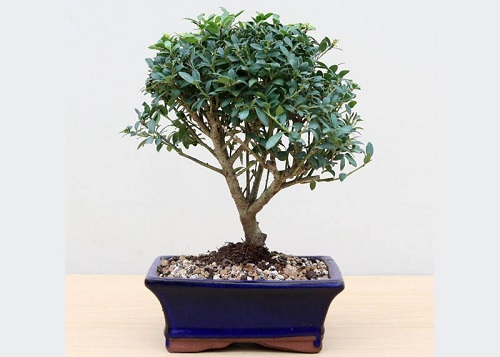 Best Japanese Holly Bonsai Tree Pictures 1