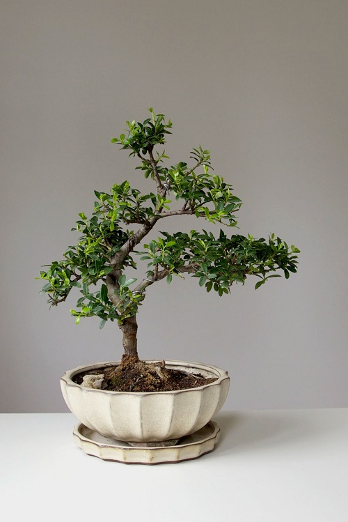 Indoor Bonsai Tree 5