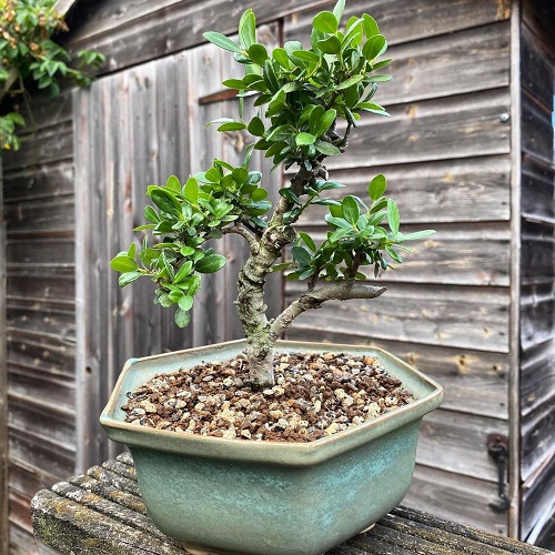 Japanese Holly Bonsai Tree Display Ideas 3