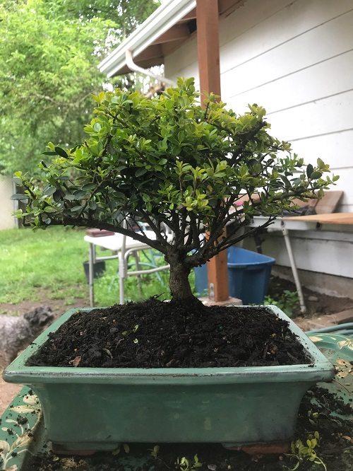 Indoor Bonsai Tree 4