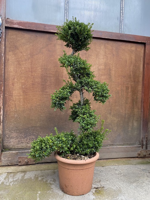 Stunning Bonsai trees 2