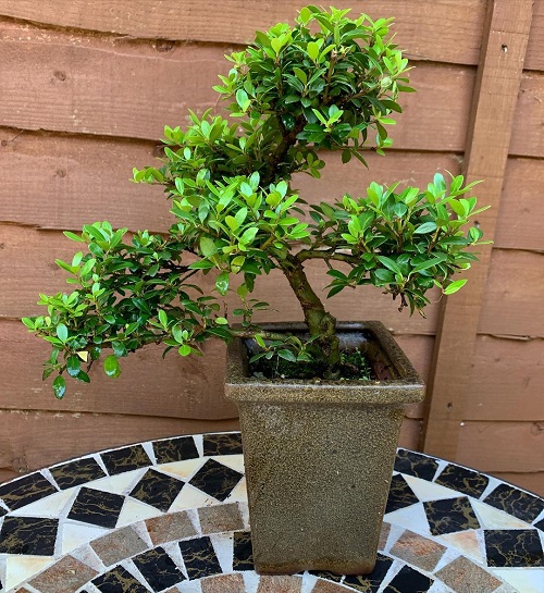 Stunning Bonsai trees 5