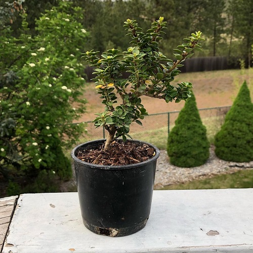 Japanese Holly Bonsai Tree with Thick Leaves