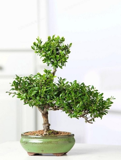 Stunning Bonsai trees 4