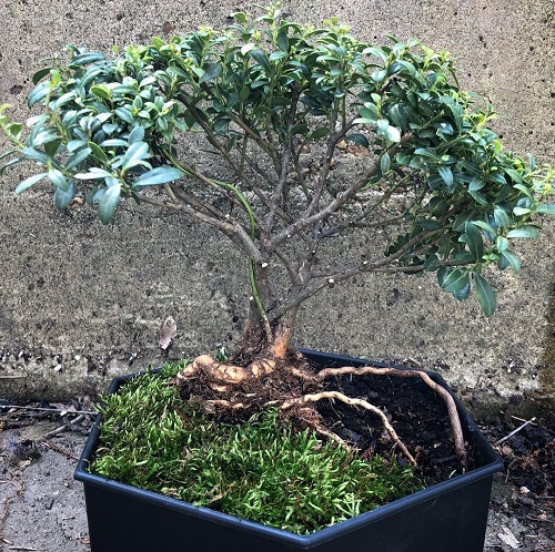 Indoor Bonsai Tree 2