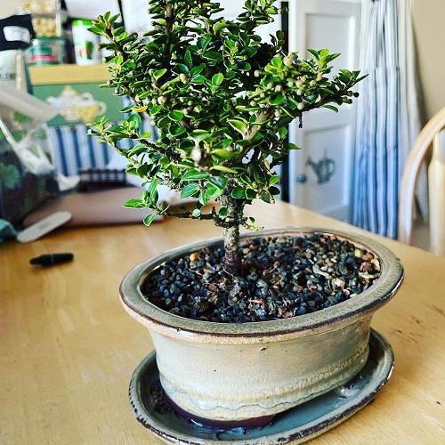 Best Japanese Holly Bonsai Tree Pictures 5