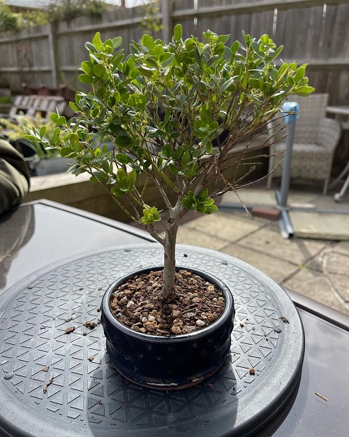 Japanese Holly Bonsai Tree Display Ideas