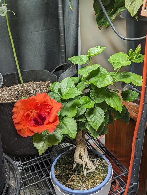 Trending Flowering Bonsai Trees Indoor 1