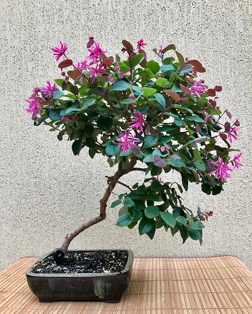 Bonsai with Pink Flowers 2