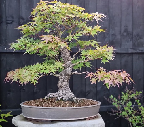 Top Japanese Bonsai Trees 4