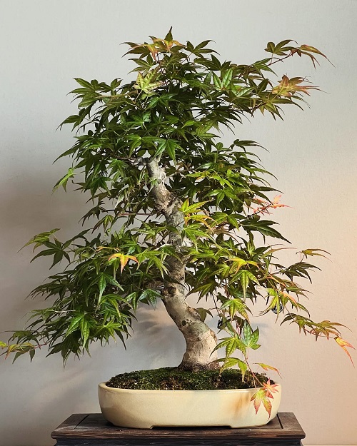 Top Japanese Bonsai Trees 5