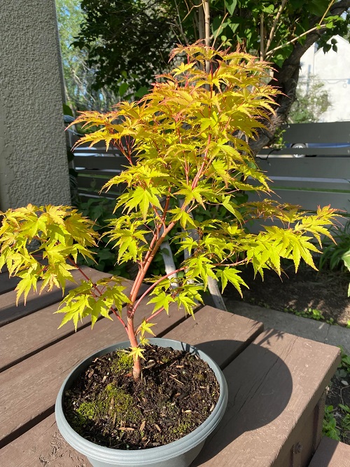 Top Japanese Bonsai Trees 8