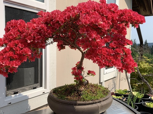 Bonsai Trees with Red Flowers 2