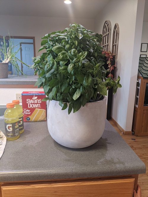 Basil indoor