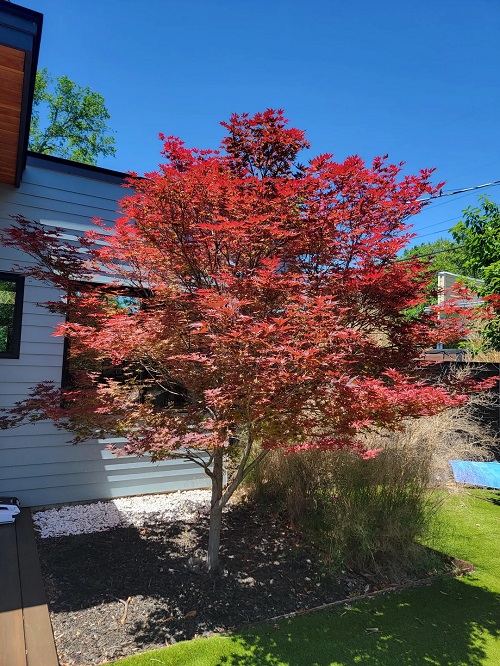 Best Japanese Maples for Bonsai 2
