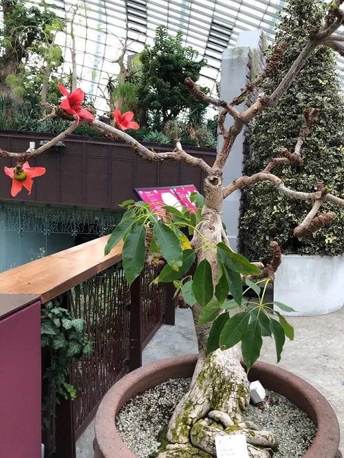 Bonsai Trees with Red Flowers 6