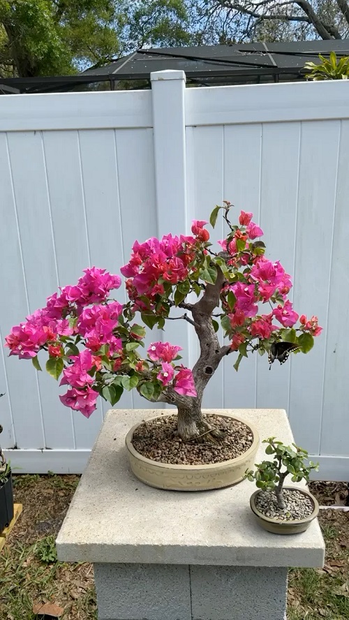Bonsai with Pink Flowers 5