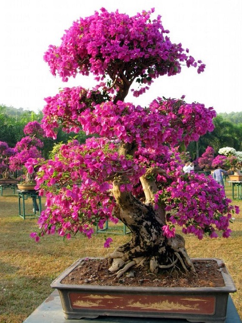 Growing Bougainvillea Bonsai Trees 