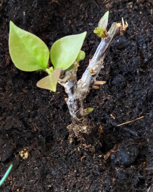 Bougainvillea Bonsai Tree Propagation