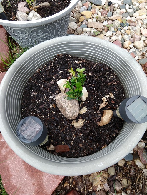 Boxwood Bonsai 