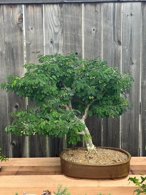 Beautiful Big Bonsai Trees 2