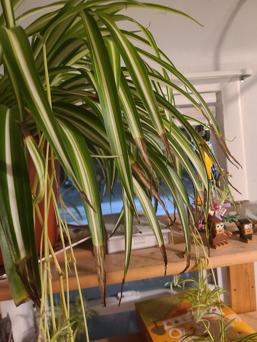 How to Remove Brown Tips From Spider Plants without Hurting them 1