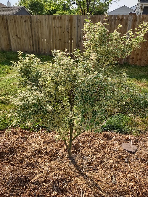 Butterfly Variegated Japanese Maple
