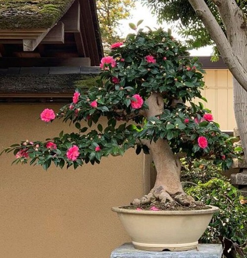 Bonsai Trees with Red Flowers 4