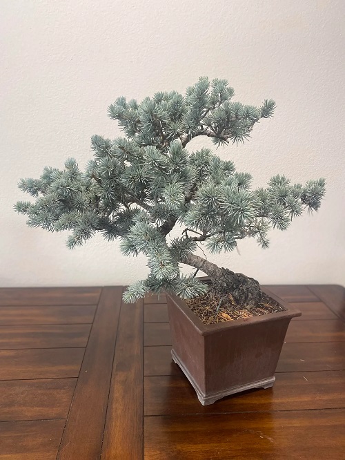 Cedar bonsai tree