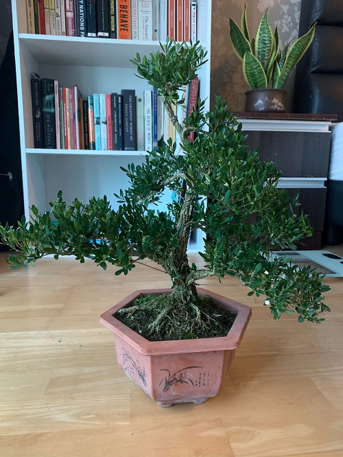 Boxwood Bonsai Care Guide 2