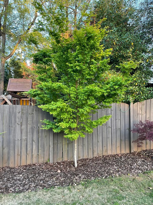 Japanese Maples Varieties 3